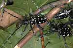 Asian Longhorned Beetle