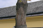 Rindenquetschung
