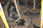 Spürhund Jackson kontrolliert Importpflanzen