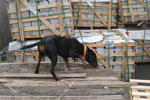 Spürhund Andor kontrolliert Verpackungsware